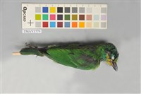 藏品(五色鳥)的圖片